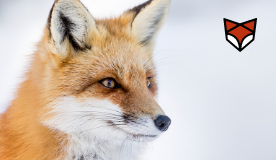 inhalt funktionen fox@2x
